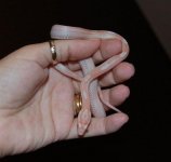 Forum Opal Motley female 004.jpg