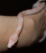Forum Opal Motley female 005.jpg