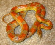 BootKeyRosyRatsnakeMale.jpg
