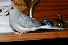 Kiwi1.jpg