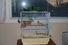 Kiwi 003.jpg