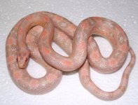 Bubblegum3cr.JPG