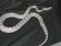 Amadala body shot.JPG