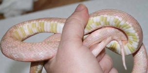 BubbleBelly.JPG