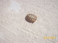 gopher juv 2.jpg