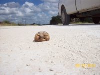 gopher juv 3.jpg
