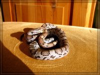 comp_IMG_0906.jpg