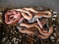 hatchlings2010.jpg