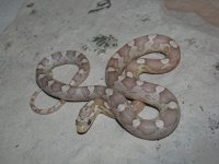 IMG_1773.JPG