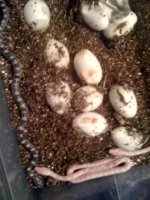 pippies2.jpg