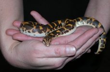 Kenyan Sand Boa 3.jpg