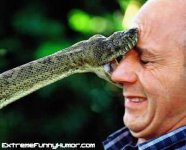 snake-bites-face.jpg