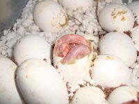 Pippies1.jpg Pippies1.jpg