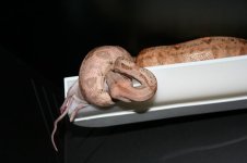 funnyfeeding 002.JPG
