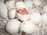 Pippies2.jpg Pippies2.jpg