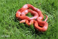 Hypobloodred 01.jpg
