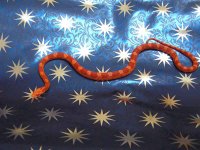 snake2.jpg