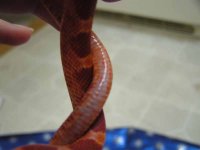 snake4.jpg