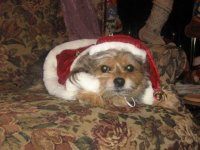 Christmas misty.jpg