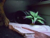 Ares' Viv 007.jpg