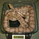 Scout 04_2009 001cr.jpg