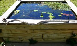 Scout 04_2009 009cr.jpg