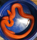 Fire Stripe.jpg