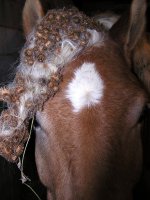 Indy's Hair Beads.jpg