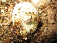 Lil Hatches9.jpg