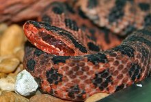 Red Dusky Pygmy.jpg