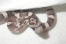 Lava X Lav Mot 001_800x480.jpg