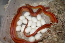 Mrs Kravitz eggs 003.jpg