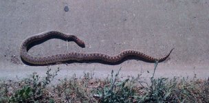 snake2.jpg