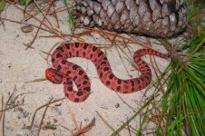 redpygmy II.jpg
