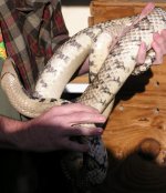 Large SHFWC 002.JPG