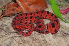 redpygmy I.jpg