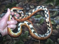 WWE's Valkyri - 1-24-10 - belly.jpg