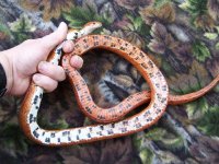 WWE's Adelaide - 1-24-10 - belly.jpg