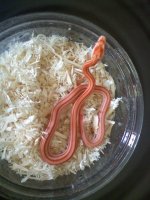 albino ghost.jpg albino ghost.jpg