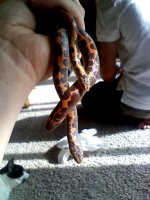 sand boas.jpg sand boas.jpg