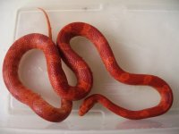 Red Factor Female.JPG