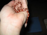 Canon Babies 240209 003.jpg