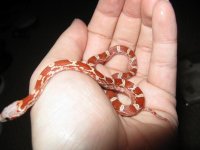 Canon Babies 240209 004.jpg