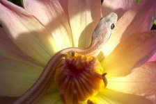 Razzle 09_2009 010cr.jpg