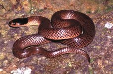 Snake.18Jan2009.jpg