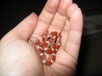 Canon Babies 240209 005.jpg