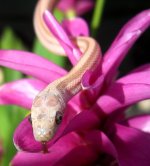 Razzle 09_2009 014cr.jpg