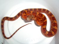 Red Boy First Mealcr.jpg