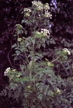 Hemlock (Small).JPG