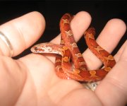 cerise103009.jpg